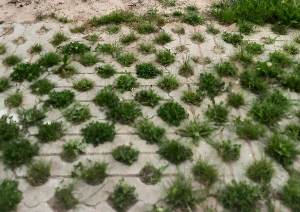 gras groeit door gaten beton ondergrond
